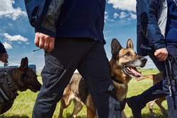 Security workers with detection dogs walking down airfield