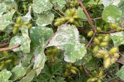 Ripe fruits of Rough cocklebur (Xanthium strumarium, clotbur, common cocklebur, large cocklebur, woolgarie bur) plants in autumn season background