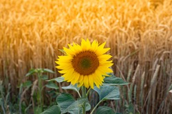sunflower on the field in countryside