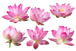 Pink Lotus flower Isolated On White Background.