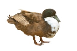 Mallard Duck Isolated On White Background.