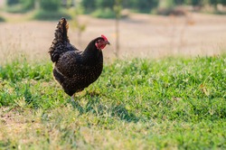 Free Range Chicken. Friendly Hen. Organic Farm. Sustainable Living Family Farm.