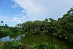Pond, Pond in middle of mango garden. Mango tree shadow on the water. Beautiful nature of Indian village 