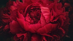 Red peony flower,close-up with selective focus and dark blurred background. Low key beautiful blooming peony picture for decoration. Single lush peony head, crimson mysterious flower top view