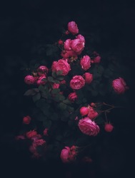 Beautiful roses on dark background. Rosa Damascena or Damask rose. Lush bush of pink roses with dark vignette. Romantic luxury background or wallpaper.Rosa Damascena 