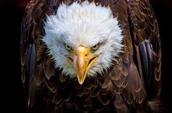 An angry north american bald eagle on black background.