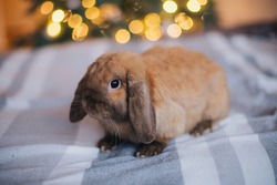 a decorative gray-brown rabbit sits on the bed, against the background of gerland