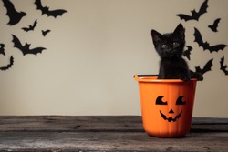 Writeable Halloween consept. Adorable black kitten sitting in halloween trick or treat bucket looking into the camera on palomino background with black bats.