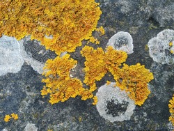 lichen background on the wall stone.A lichen is a composite organism that arises from algae or cyanobacteria living among filaments of multiple fungi species in a mutualistic relationship.  Symbiosis