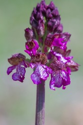 Detail of Orchis purpurea, the lady orchid, is a herbaceous plant belonging to the genus Orchis of the family Orchidaceae.