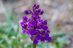 Macro picture of Orchis mascula, the early-purple orchid,early spring orchis, is a species of flowering plant in the orchid family, Orchidaceae.