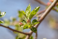 Close up of Tight cluster and Pink Bud growth stages on apple tree