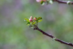 Close up of Tight cluster and Pink Bud growth stages on apple tree