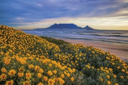  Table Mountain. During Spring flowers can be seen along the coastline Cape Town, South Africa. Color photo. 