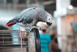 African Gray Parrot sits on cage and looks  down. Playful and affectionate bird able to talk.  loving and friendly social companion bird.  stunning dusty-gray color and looks quite similar to a pigeon