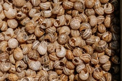 Pile of brown snail shells. Nature closeup colorful abstract background. High quality photo. Empty lifeless snail houses
