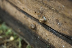 Snail farm. Board on which snails grow on a snail farm outdoors. Snail farming. Growing snails on a farm. Edible snails on sunny day. Production Mollusk snails. Helix Aspersa Muller. Organic Farming