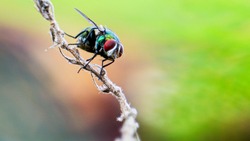 A common green bottle fly sitting on a stem. The common green bottle fly is a blowfly found in most areas of the world and is the most well-known of the numerous green bottle fly species