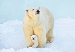 A polar bear with a small bear cub in the snow.