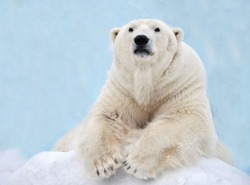 A polar bear is lying in the snow.