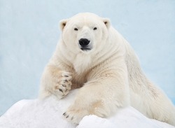 Portrait of a polar bear close-up.