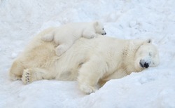 A polar bear sleeps in the snow with a small bear cub.