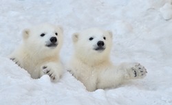 Two white polar bear cubs look out of a snow hole.