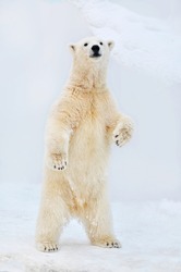 Polar bear stands on its hind legs.