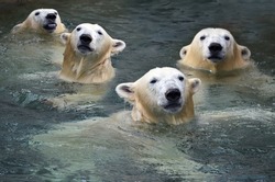 Polar bears swim in the water.