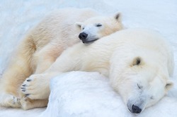 Polar bears sleep in the snow