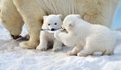 Polar bear cubs eat fish
