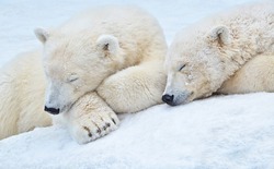 Polar bear cubs sleep in the snow