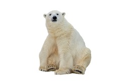 Polar bear on an isolated background
