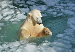 Polar bear swims in icy water