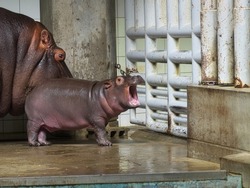 Baby hippo that sticks to parents and moves