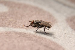 Musca domestica on a carpet Room fly