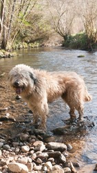 Beige hairy dog in a water stream