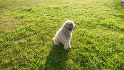 Beige hairy shepherd dog sitting in a green grass field