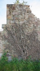 Dry ivy in ruined house wall