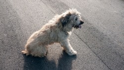 Beige hairy dog sitting in asphalt road