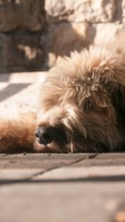 Face of beige hairy dog laying down