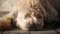 Face of beige hairy dog laying down