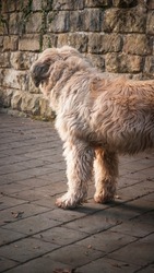 Brown hairy dog back standing in a patio
