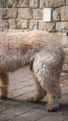 Brown hairy dog back legs
