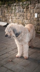 Beige hairy shepherd dog standing in a patio profile
