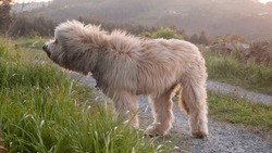 Beige hairy dog chewing in a rural road at sunset