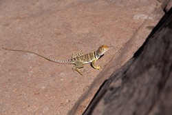 Sonoran Collared Lizard Basking in the Sun