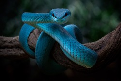 A Portrait of blue red eyes viper is in standby position
