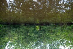 Trippy abstract image of a forest reflected in clean water. Image is flipped with water on top.