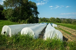 View of an organic vegetable garden with white garden fabris covered hoops protecting long rows of tender plants. Green grass and vegetable rows surround them with trees in the background under a blue